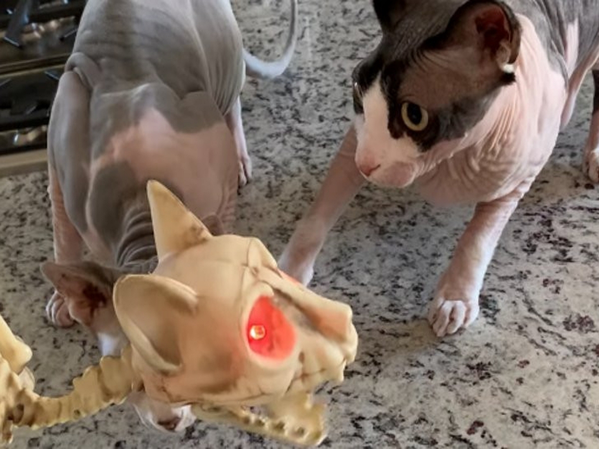 Домашние кошки в шоке от увиденного: хозяйка принесла домой игрушечный скелет кота
