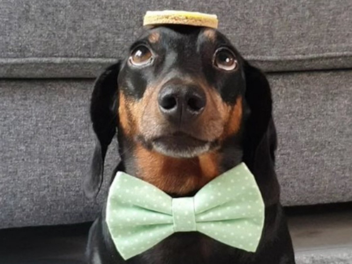 Такса балансирует с печеньем на голове