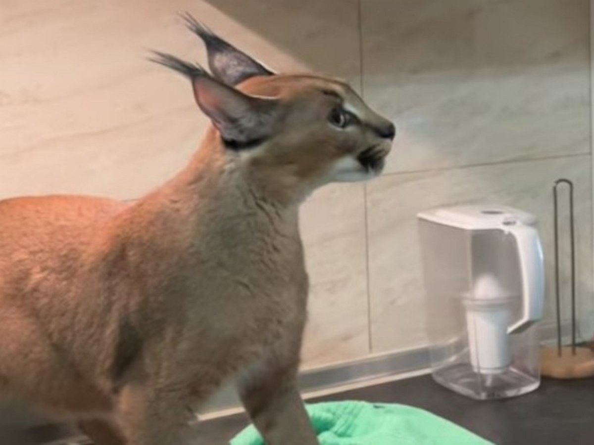 Застигнутая за поиском вкусняшек рысь дала отпор хозяину