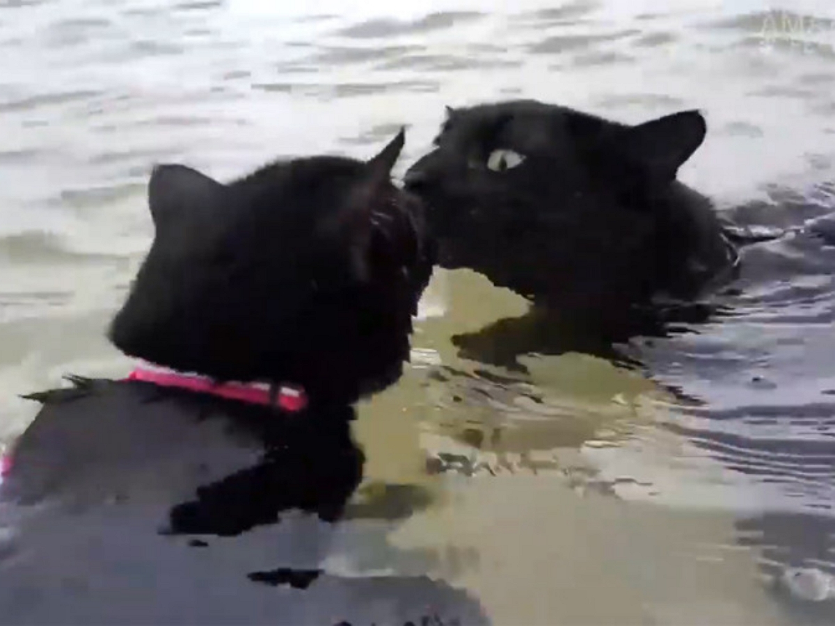 Водоплавающие коты развенчали мифы о том, что эти животные не любят воду