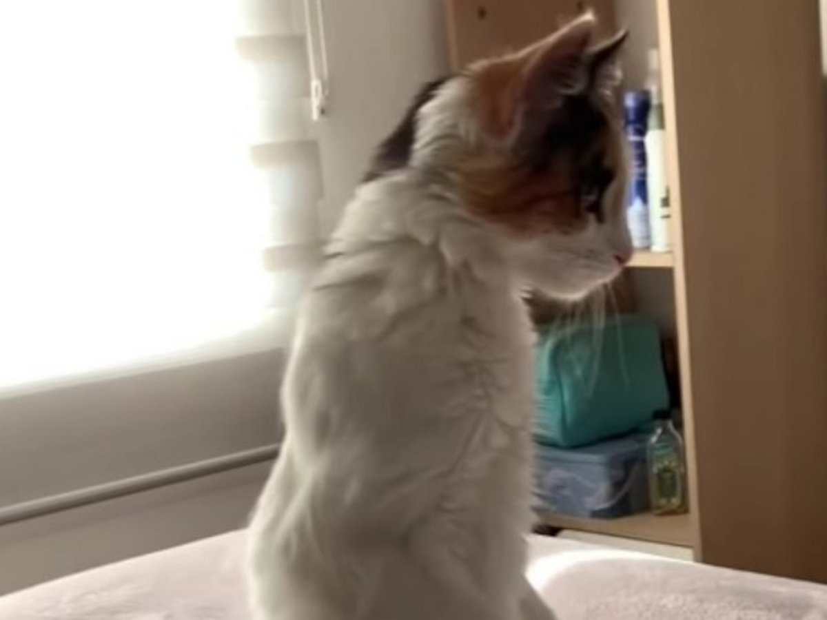 Кот старательно боится, стоя на задних лапах