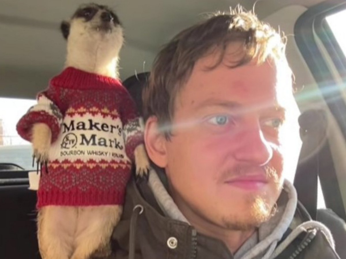 Сурикат едет на плече хозяина в роли штурмана