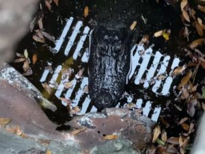 Жителей Флориды в ливневой канализации поджидал крокодил