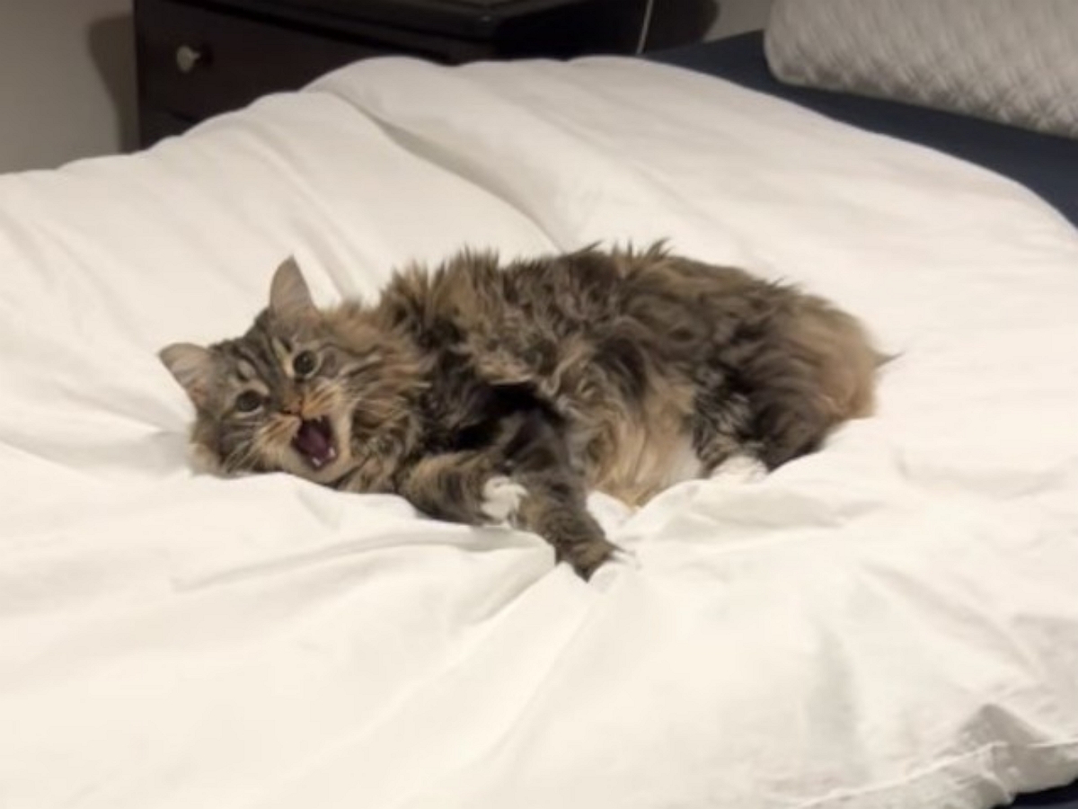 «А ну-ка выключи свет!»: наглый кот попал на видео