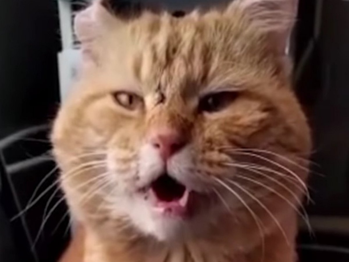 Рыжий кот с хозяином затянули дуэтом душевную песню