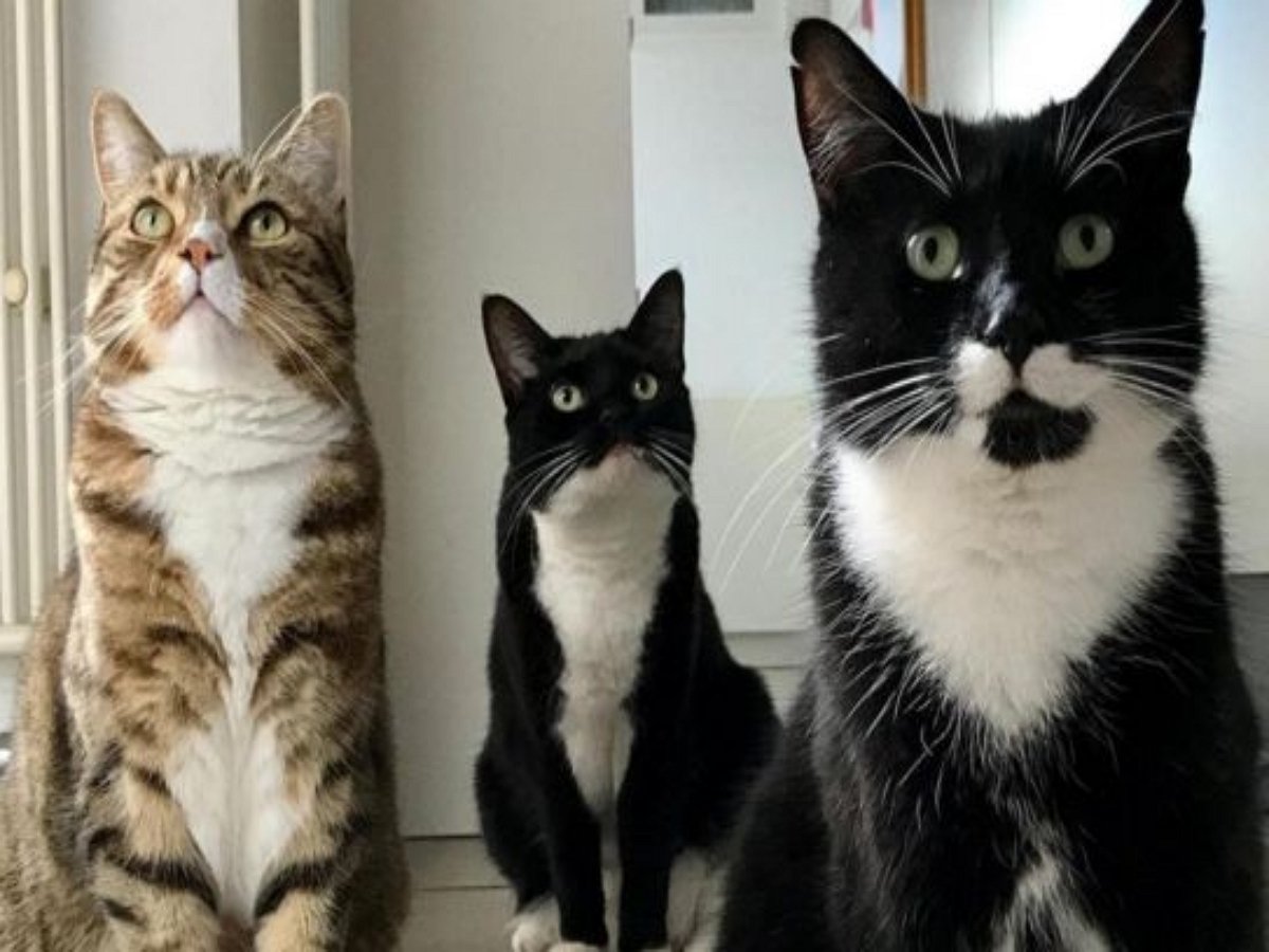 «Пушистую банду» застукали за кражей