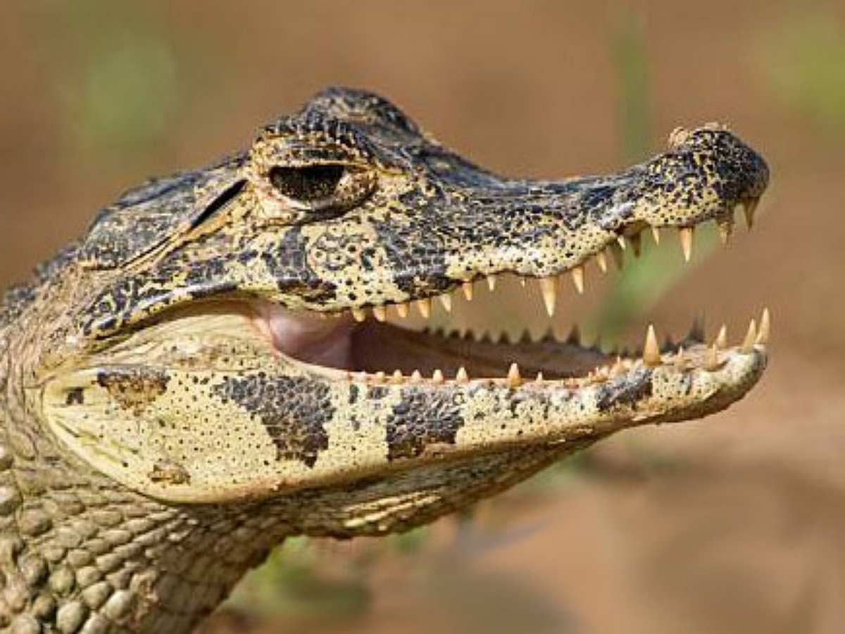Бразилец отбился от нападавших крокодилом