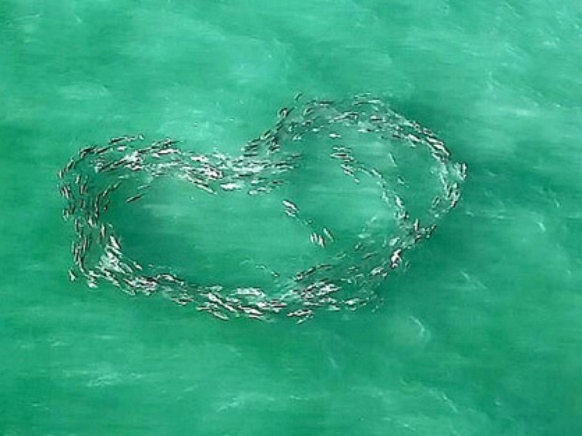 «Сердечное шоу», устроенное рыбами, сняли с дрона