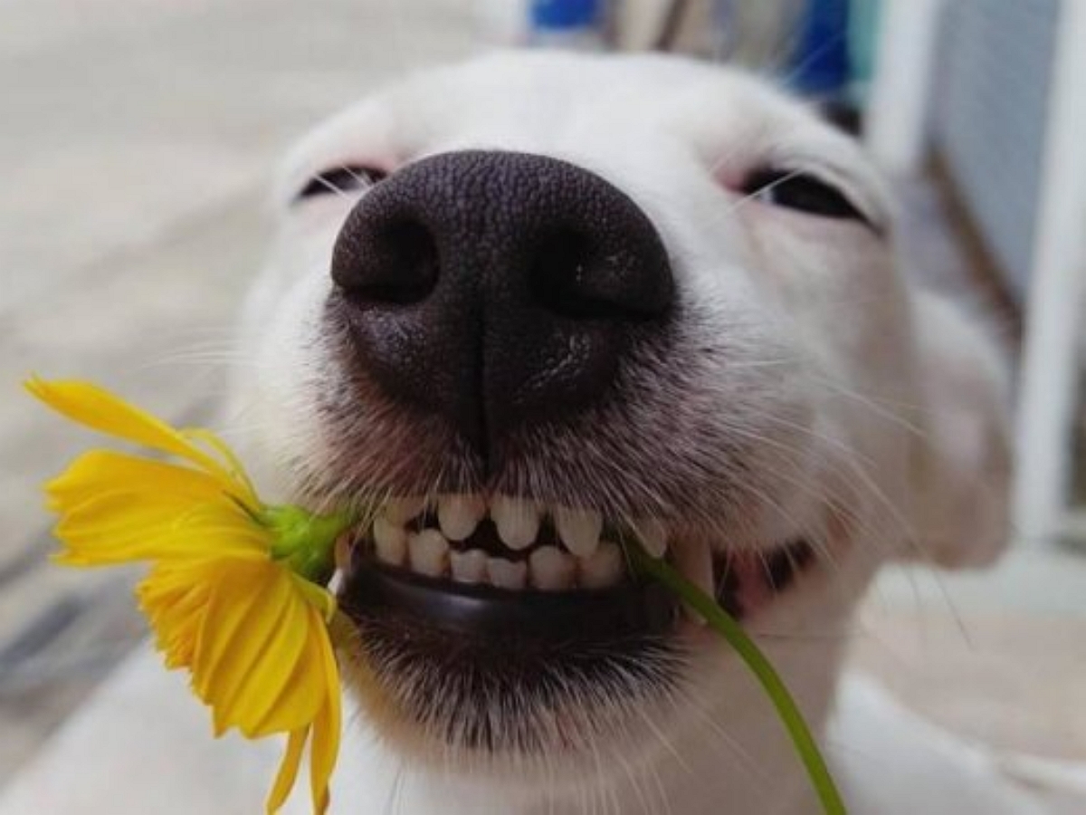 Собака старательно улыбается людям, чем смешит их до слез
