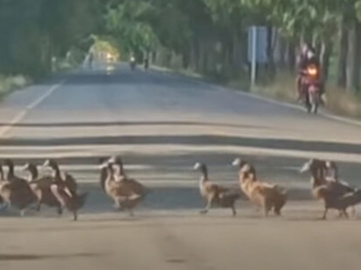 Сотни уток создали бесконечную пробку на дороге
