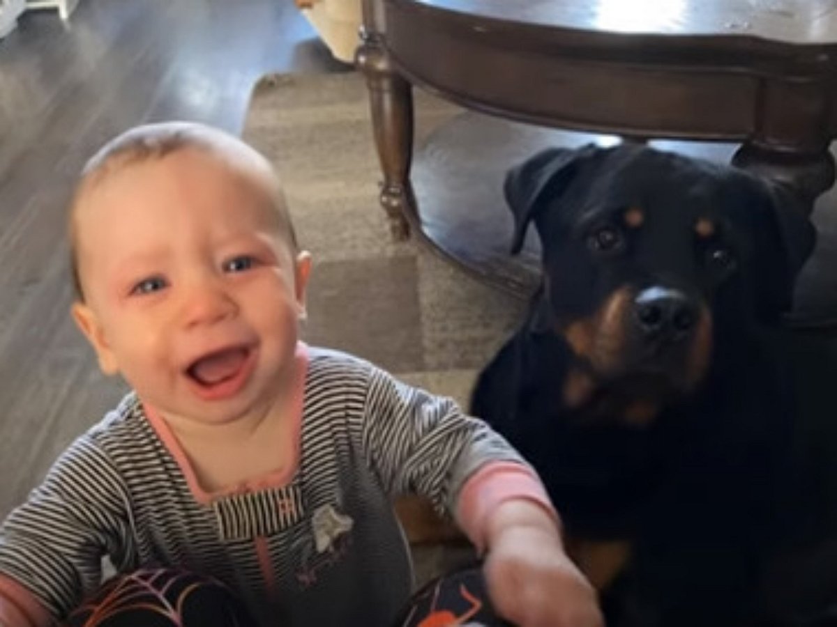 Пёс знает как остановить детский плач