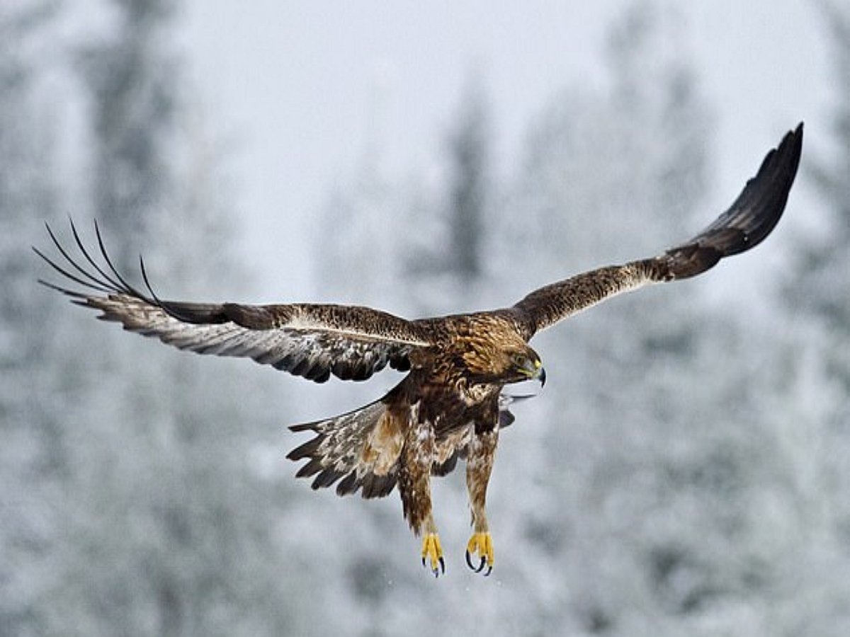 Заяц проявил суперспособности, чтобы не попасть в когти беркута