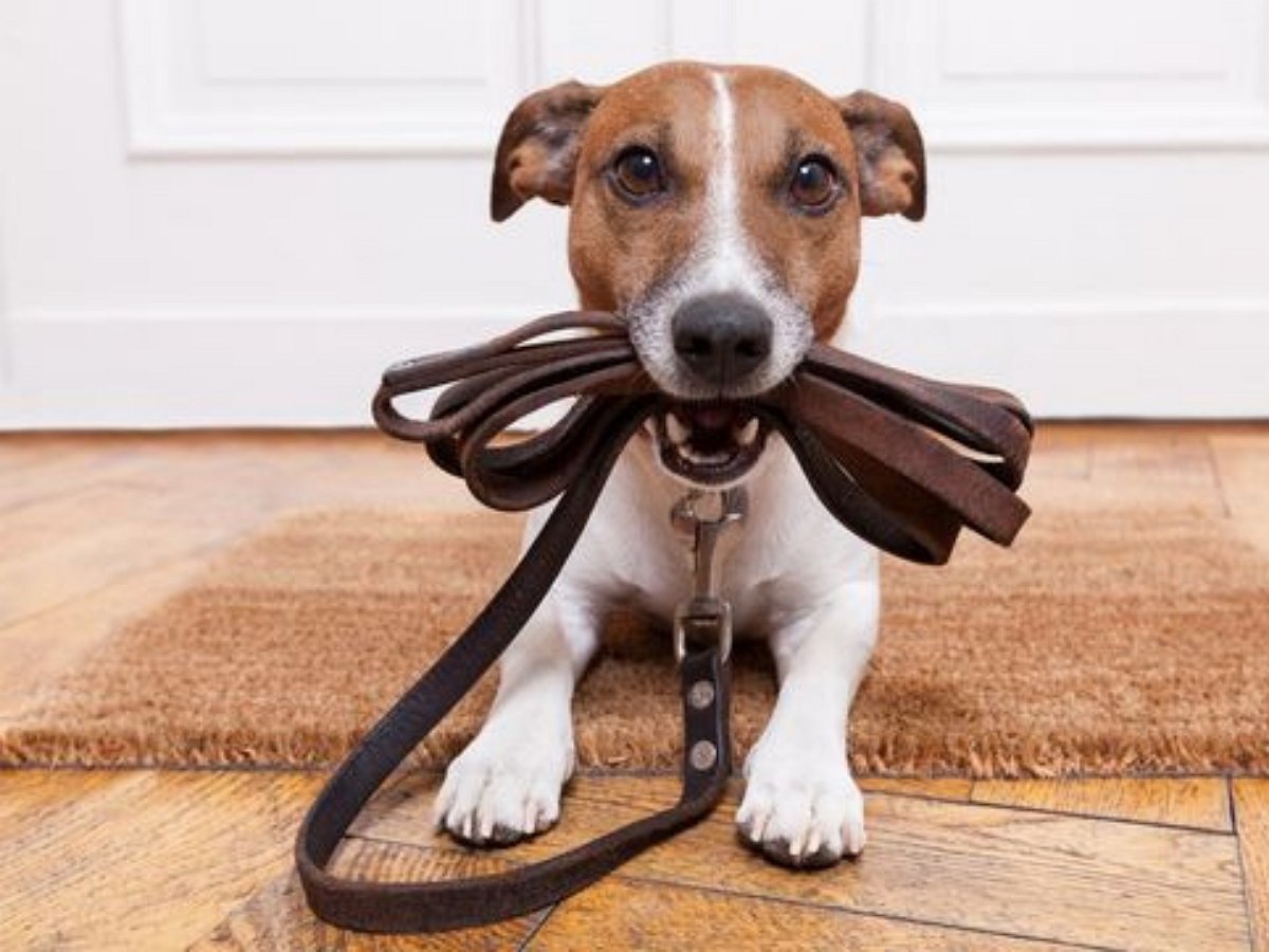 Собачка так мило просится на прогулку, что отказать ей невозможно