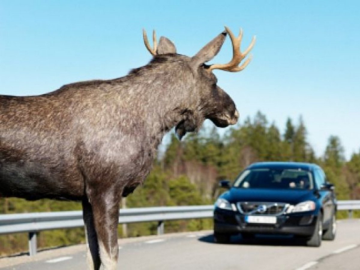 В Канаде гуляющего лося сопроводили полицейским эскортом с мигалками