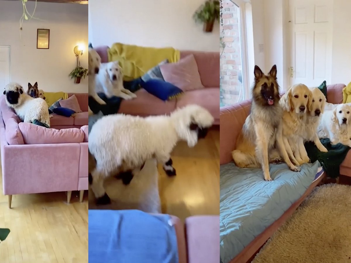 Собаки привели в гости овцу, пока хозяйки не было дома