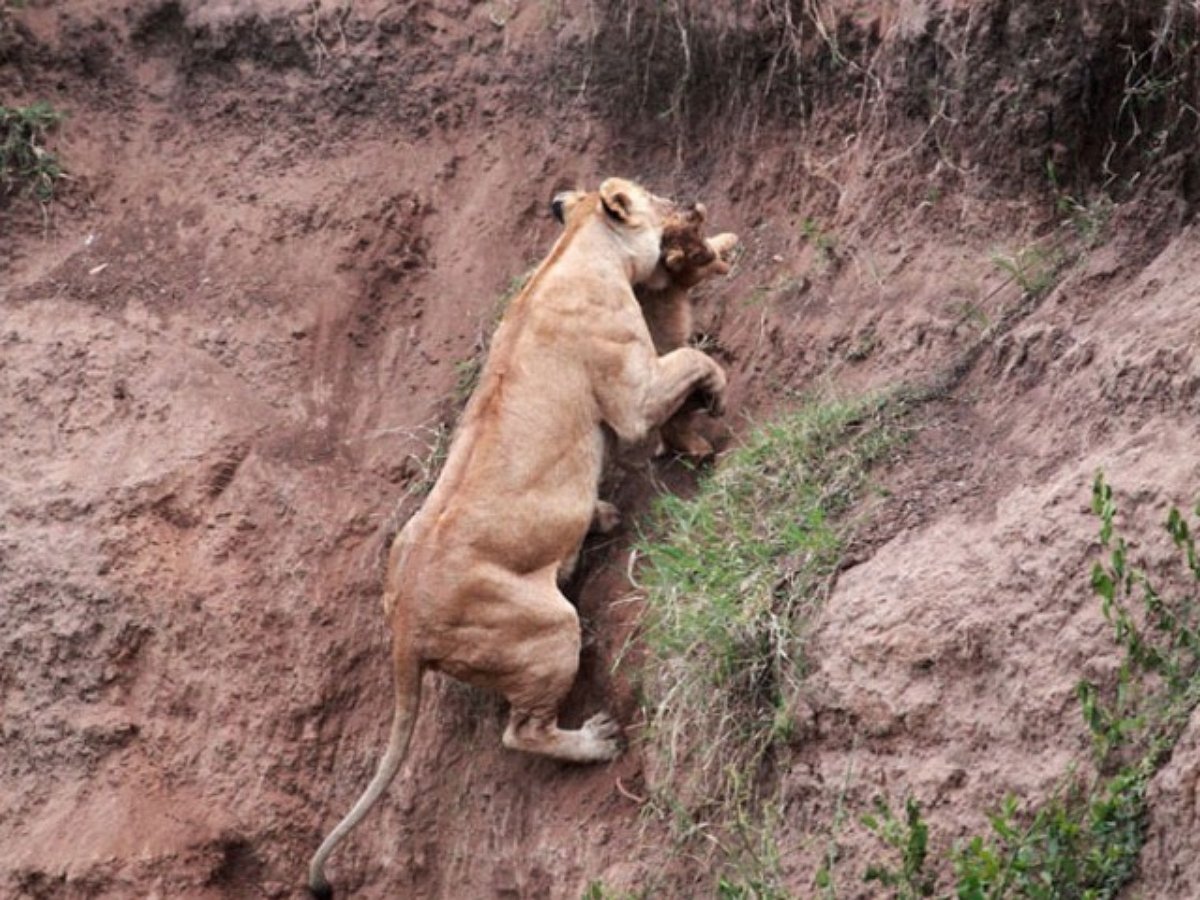 Мать спасла зовущего на помощь львенка