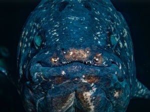 Лучшие фото дикой природы