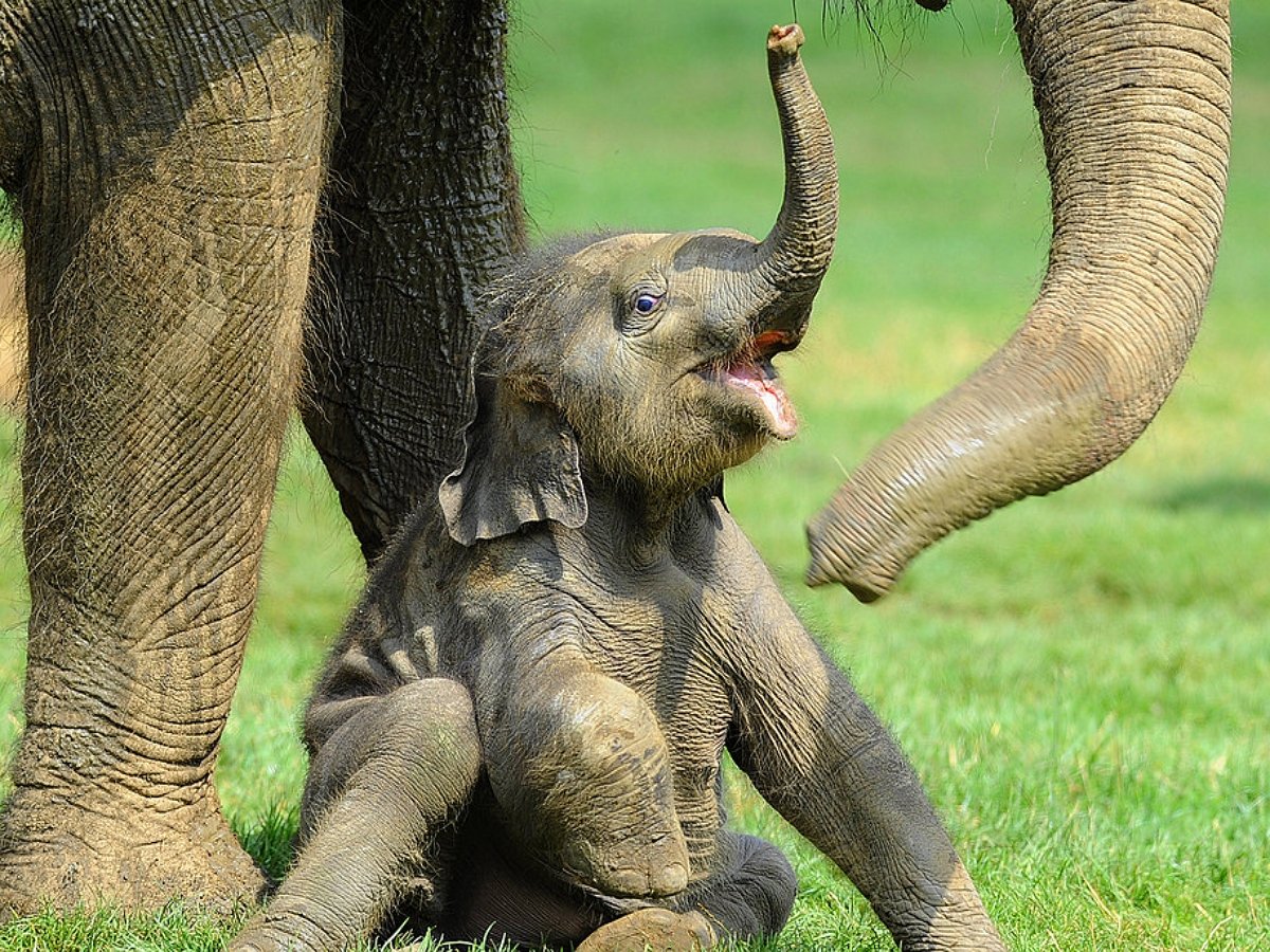 Слоненок-проказник разгромил бабушкин торт