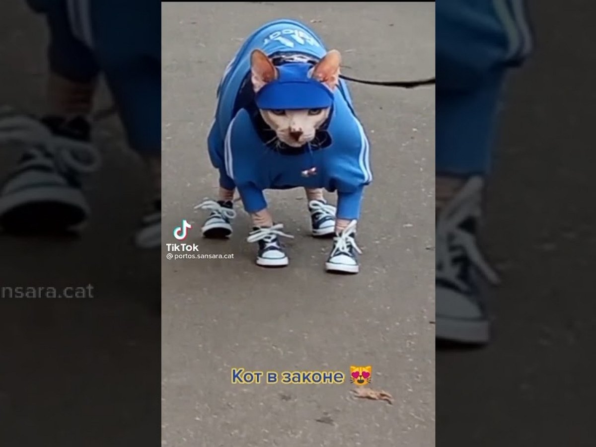 Кота Портоса в костюме Adidas и кедах прозвали «котом в законе»