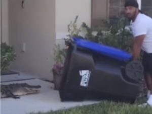 В США мужчина ловко изловил аллигатора с помощью мусорного бака