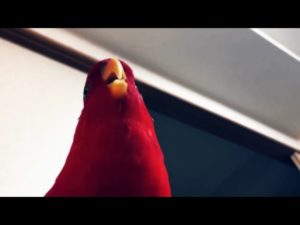 Красный попугай хохотал столь зловеще, что стал сетевым мемом