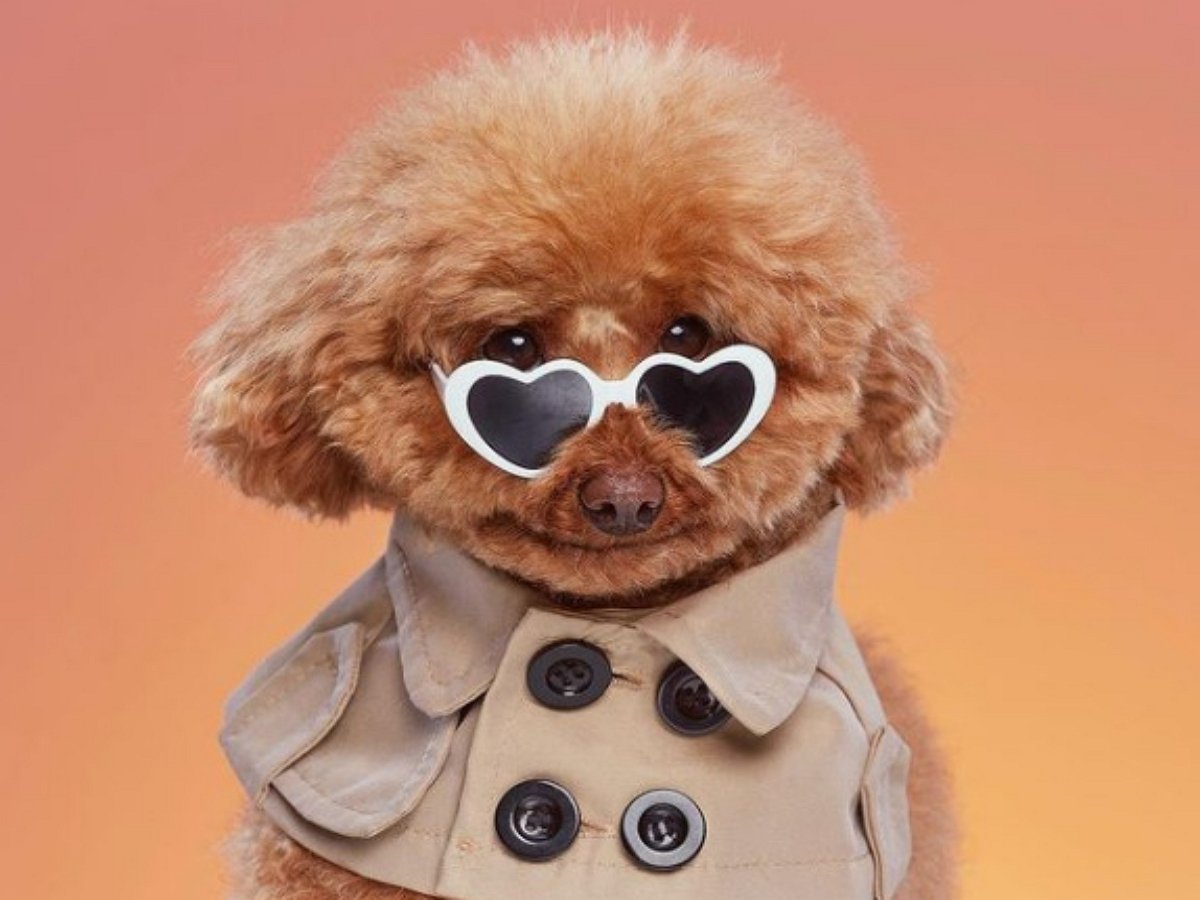 Собака-улыбака: пудель Груша стал звездой соцсетей