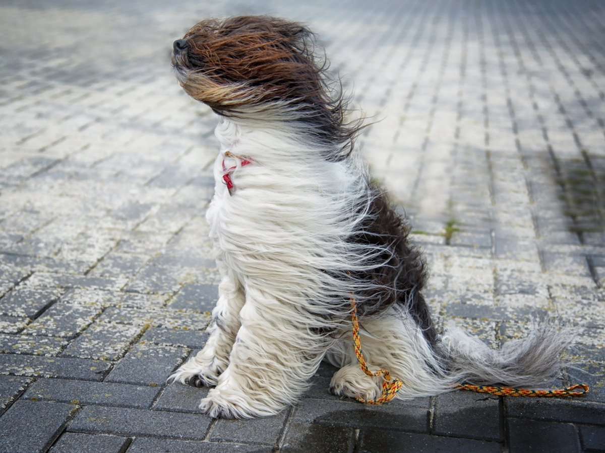 Cобаки породы голдендудли стали идеальной рекламой шампуня