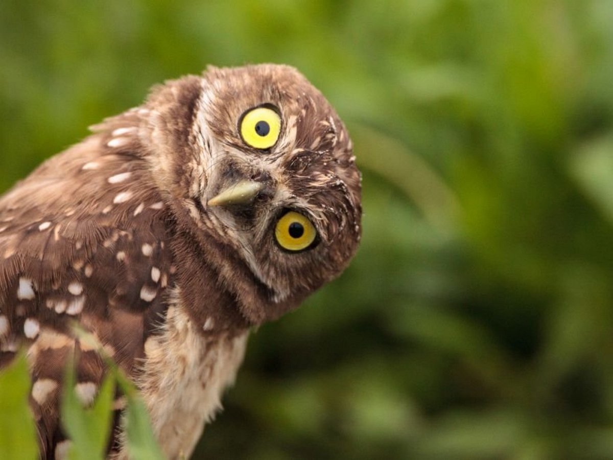 Сова «проинспектировала» документы заповедника