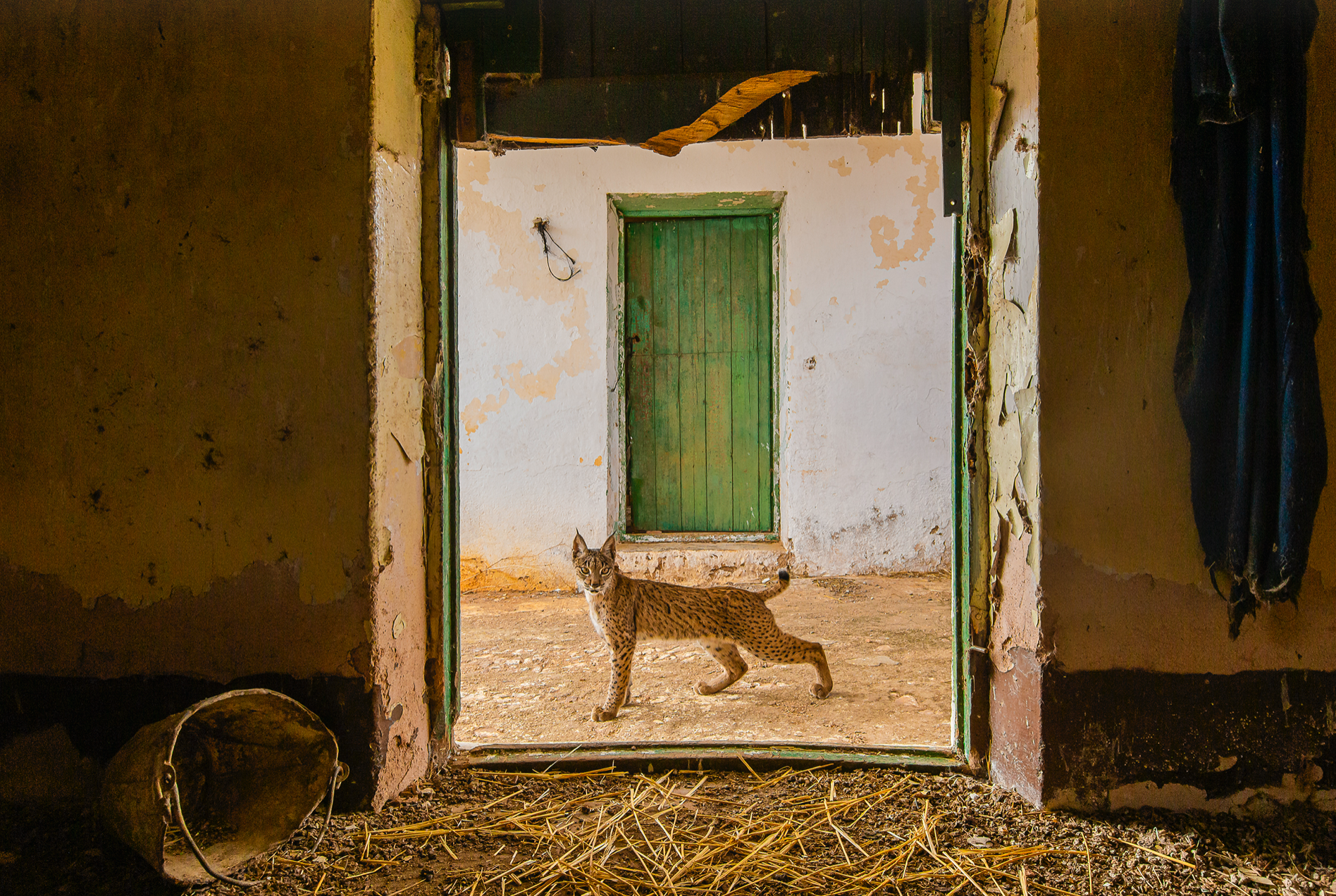 Фото года дикой природы 2021 от Лондонского музея естествознания