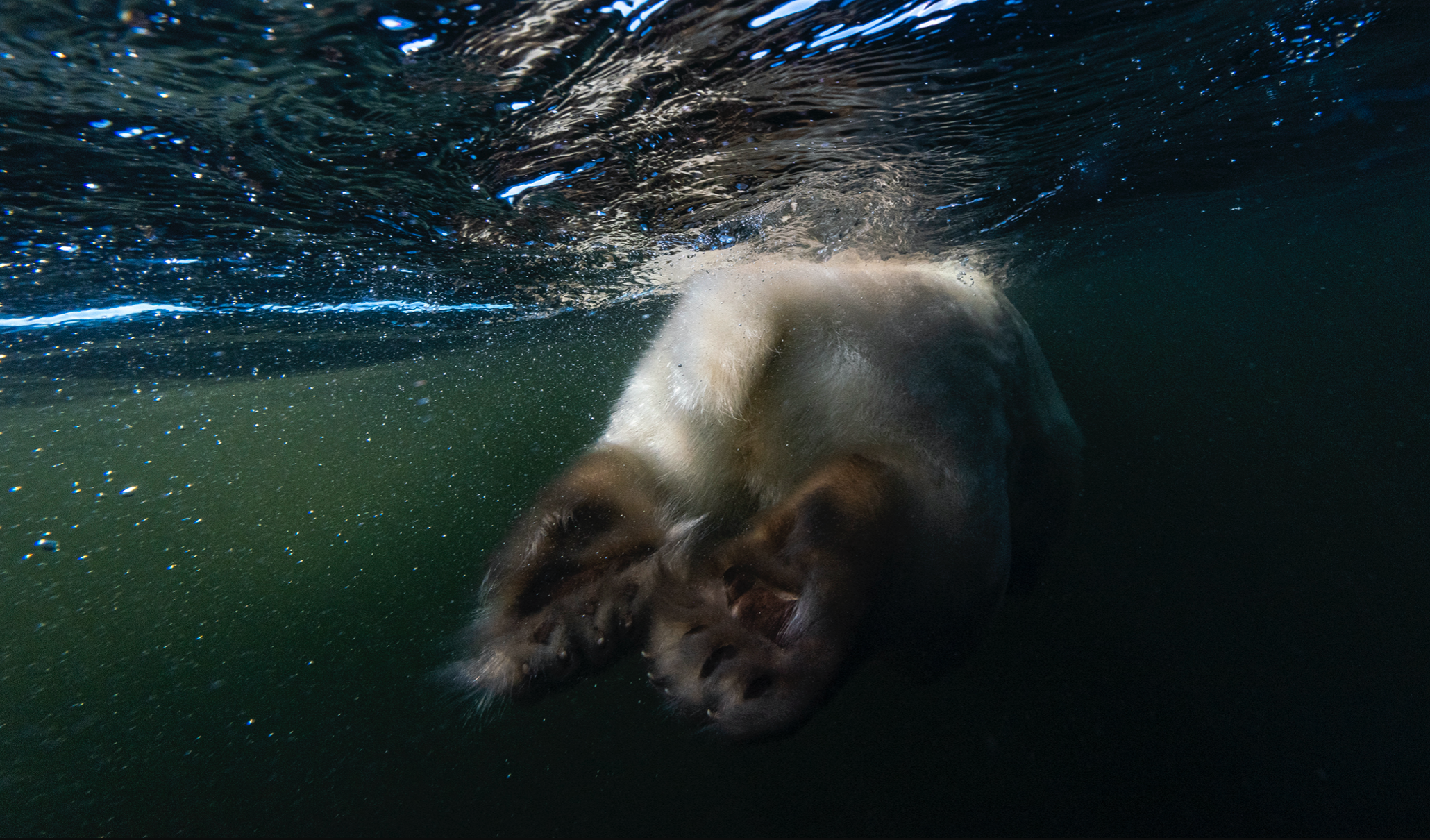 Фото года дикой природы 2021 от Лондонского музея естествознания