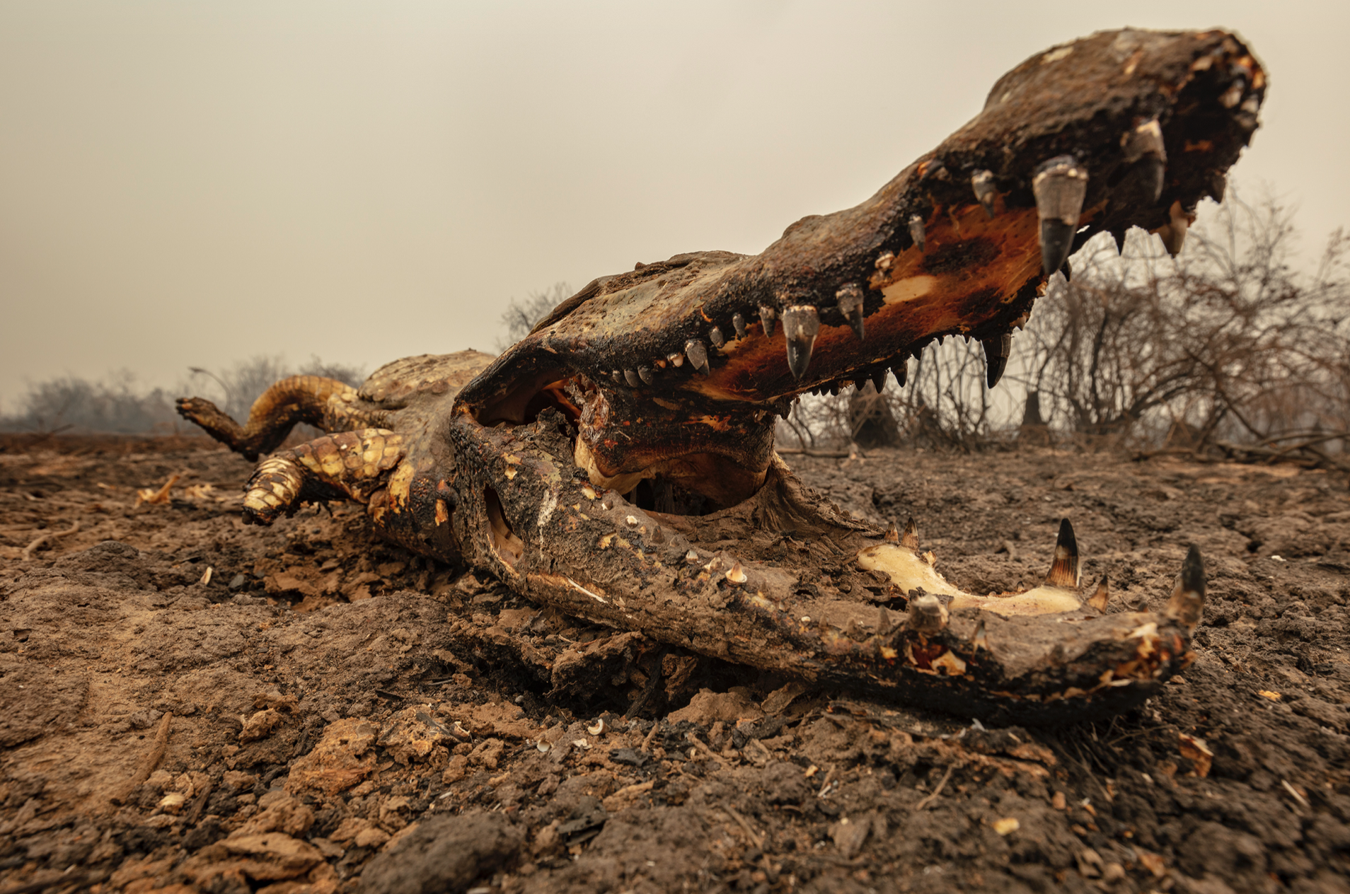 Фото года дикой природы 2021 от Лондонского музея естествознания