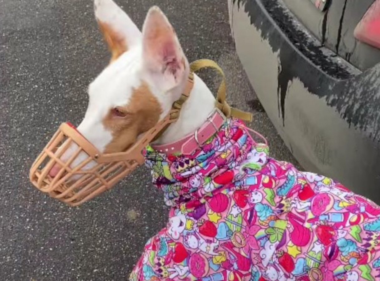 Дикие скачки пса на прогулке рассмешили пользователей