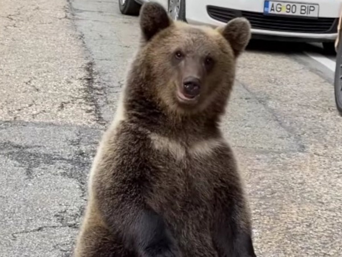 «Здесь отдохну»: наглый медведь решил релаксировать прямо на проезжей части