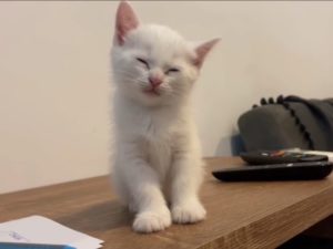 Утро понедельника: маленький котик очень старается не заснуть