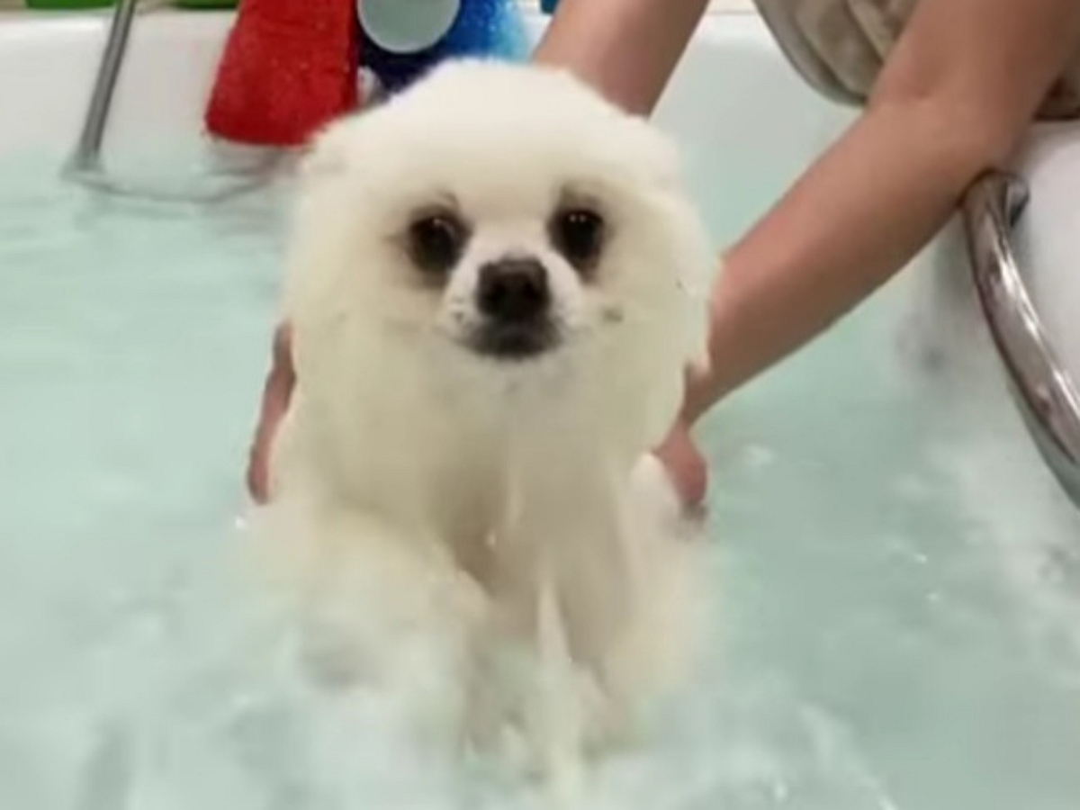Собачка купается так задорно, что невозможно не улыбнуться