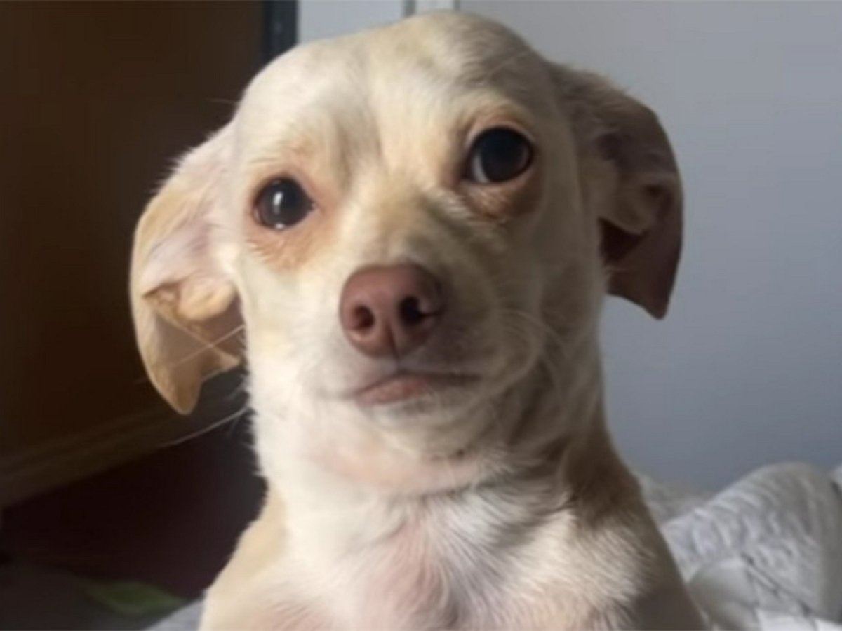 Собачка очень жалобно просит хозяйку не уходить на работу