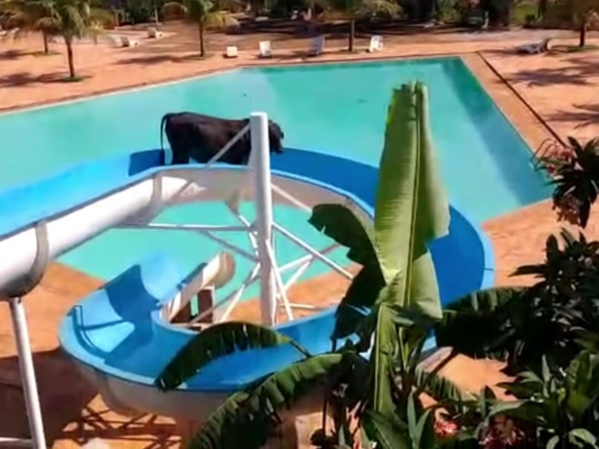 Бык решил перед смертью покататься с водяной горки