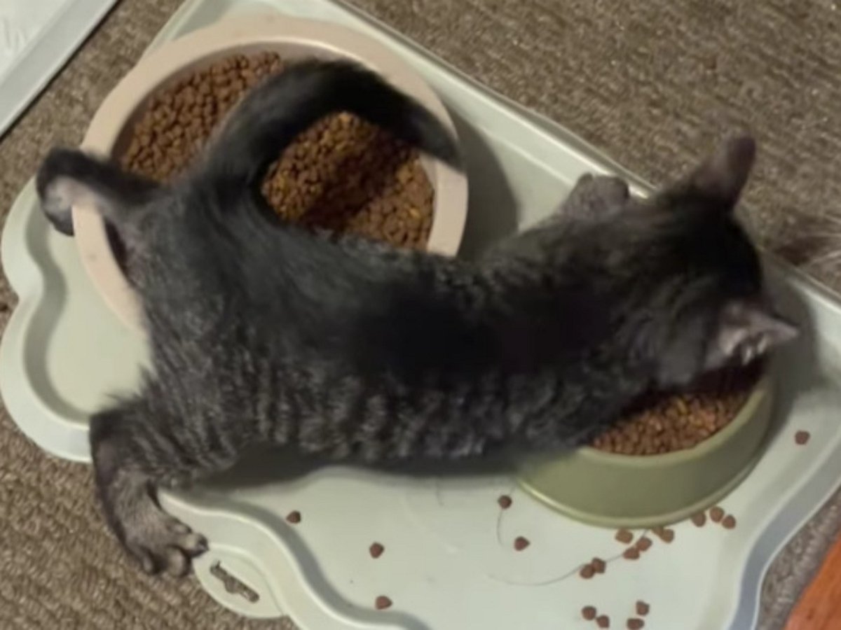 Маленький котенок — большая жадина!