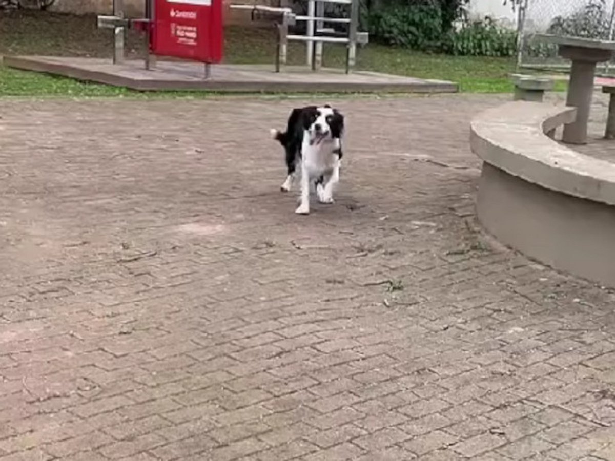 Собака от души станцевала на задних лапах