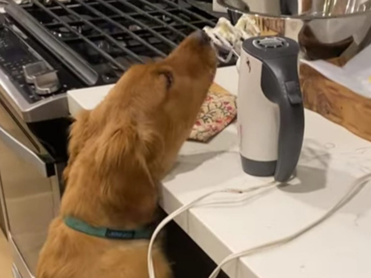 Пес помог хозяйке вымыть миксер от сладкого крема
