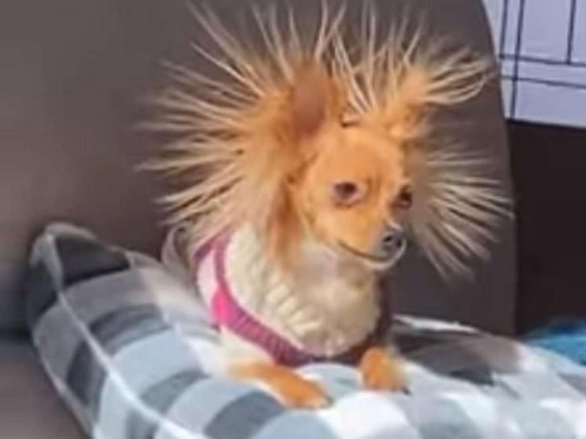 Наэлектризованная собака рассмешила пользователей