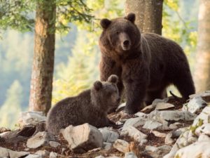 В Приморье медведица с медвежонком преследовали девушку до самого дома
