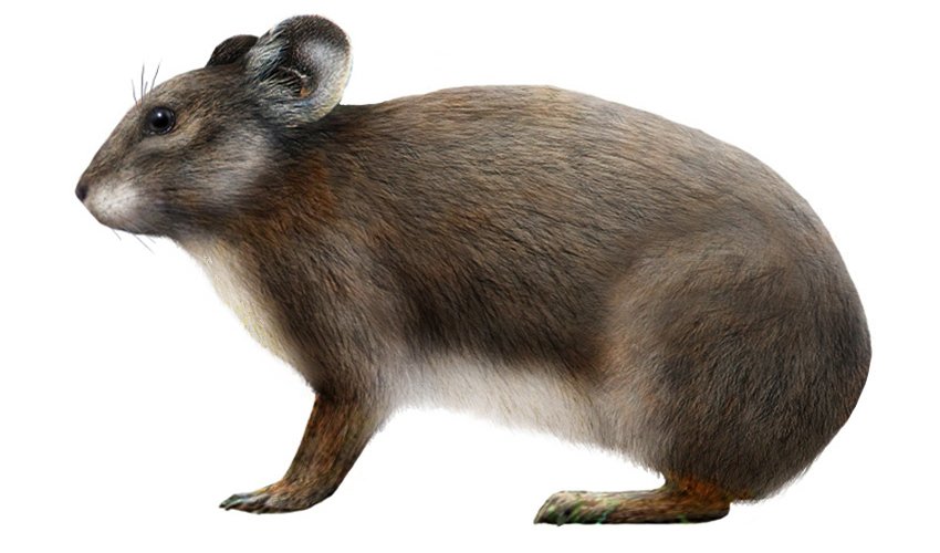 Животные, которые вымерли сравнительно недавно