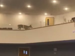 В Мичигане олень забрался в церковь