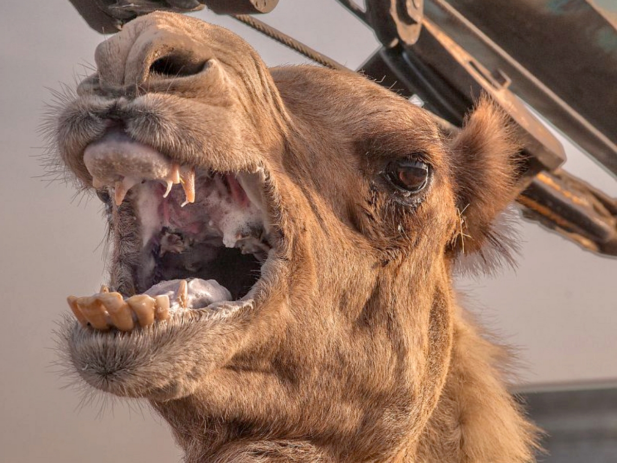Наглые верблюды отобрали еду у посетителей сафари-парка