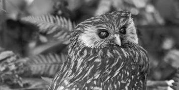 Животные, которые вымерли сравнительно недавно