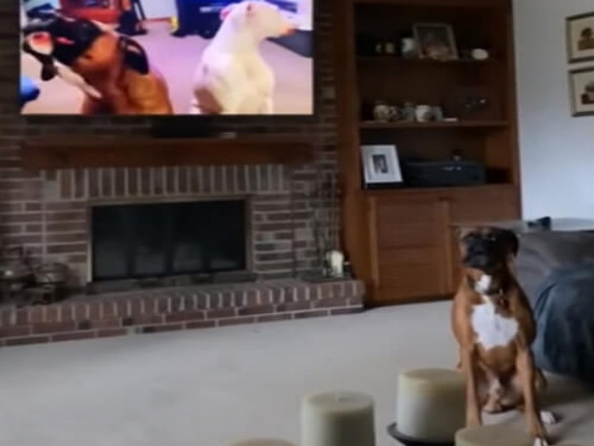 Псы душевно подпевали своим собратьям на экране