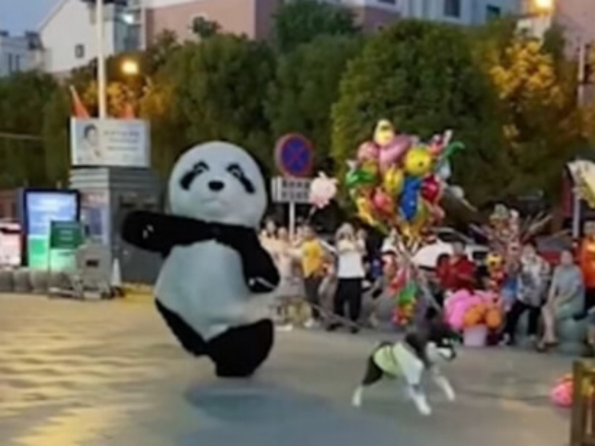Гиганская панда пронеслась по китайской улице, влекомая убегающей собакой