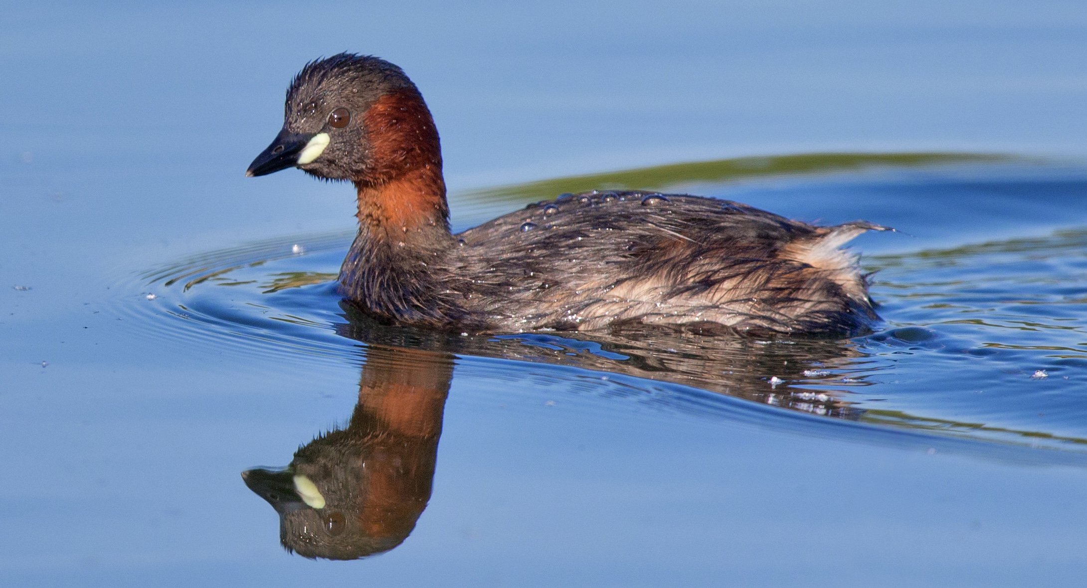 Животные, которые вымерли сравнительно недавно
