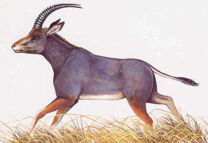 Животные, которые вымерли сравнительно недавно